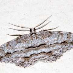 Didymoctenia exsuperata at Lilli Pilli, NSW - 10 Aug 2019 11:10 PM