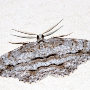 Didymoctenia exsuperata at Lilli Pilli, NSW - 10 Aug 2019 11:10 PM