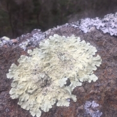 Parmotrema sp. (Parmotrema Lichen) at Tathra, NSW - 13 Aug 2019 by Oskar