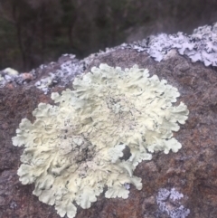 Parmotrema sp. (Parmotrema Lichen) at Tathra Public School - 13 Aug 2019 by Oskar