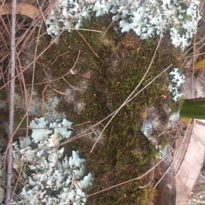 Unidentified Moss / Liverwort / Hornwort at Tathra Public School - 13 Aug 2019 by Oskar