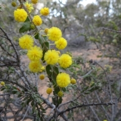 Acacia paradoxa (Kangaroo Thorn) at Mount Ainslie - 4 Aug 2019 by JanetRussell