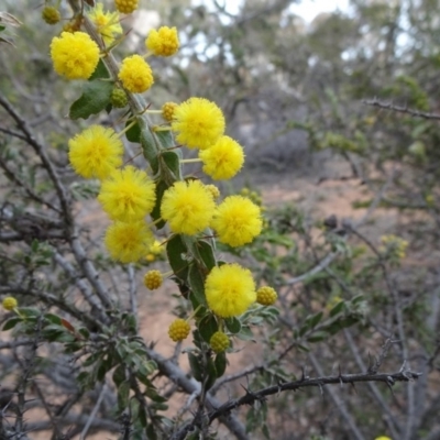 Acacia paradoxa (Kangaroo Thorn) at Campbell, ACT - 4 Aug 2019 by JanetRussell