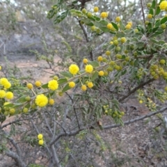 Acacia paradoxa at Campbell, ACT - 4 Aug 2019 03:57 PM