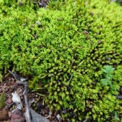 Pottiaceae (family) (A moss) at Mount Ainslie - 4 Aug 2019 by JanetRussell