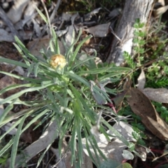 Leucochrysum albicans subsp. albicans (Hoary Sunray) at Mount Ainslie - 4 Aug 2019 by JanetRussell