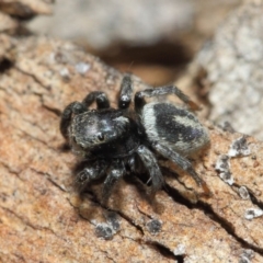 Salpesia (genus) (Salpesia Jumping Spider) at Acton, ACT - 7 Aug 2019 by TimL