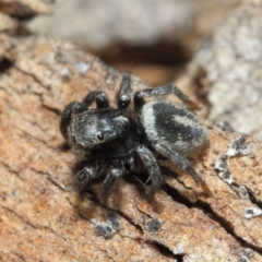 Salpesia sp. (genus) (Salpesia Jumping Spider) at Acton, ACT - 7 Aug 2019 by TimL