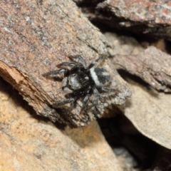 Salpesia sp. (genus) at Acton, ACT - 7 Aug 2019 01:16 PM