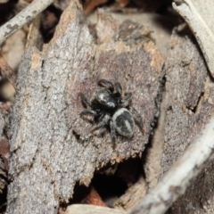 Salpesia sp. (genus) at Acton, ACT - 7 Aug 2019