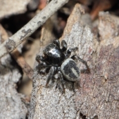 Salpesia sp. (genus) at Acton, ACT - 7 Aug 2019 01:16 PM