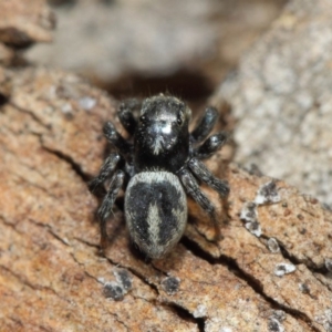 Salpesia sp. (genus) at Acton, ACT - 7 Aug 2019 01:16 PM