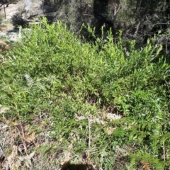 Billardiera fusiformis (Australian Bluebell) at Hill Top - 13 Aug 2019 by KarenG