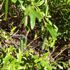 Billardiera fusiformis at Buxton - 13 Aug 2019 01:44 PM