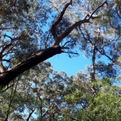 Eucalyptus piperita (Peppermint Stringybark) at Hill Top - 13 Aug 2019 by KarenG