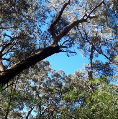 Eucalyptus piperita (Peppermint Stringybark) at  - 13 Aug 2019 by KarenG