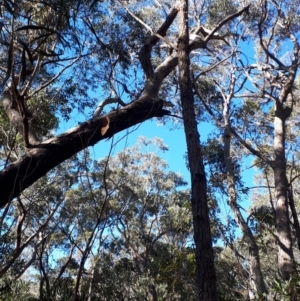 Eucalyptus piperita at Buxton - 13 Aug 2019 02:04 PM