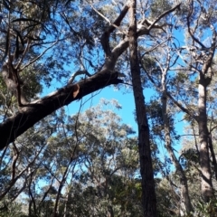 Eucalyptus piperita at Buxton - 13 Aug 2019