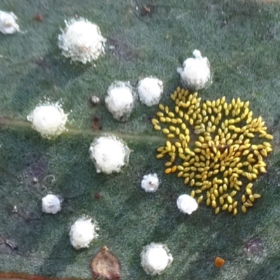 Glycaspis sp. (genus) (Unidentified sugary lerp) at QPRC LGA - 12 Jun 2019 by JanetRussell