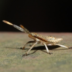 Pentatomoidea (superfamily) (Unidentified Shield or Stink bug) at ANBG - 7 Aug 2019 by TimL