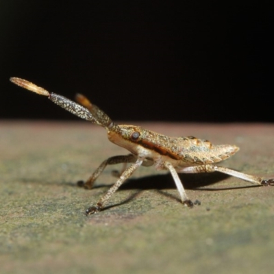 Pentatomoidea (superfamily) (Unidentified Shield or Stink bug) at Acton, ACT - 7 Aug 2019 by TimL