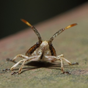 Pentatomoidea (superfamily) at Acton, ACT - 7 Aug 2019