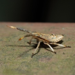 Pentatomoidea (superfamily) at Acton, ACT - 7 Aug 2019