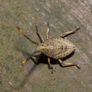 Pentatomoidea (superfamily) at Acton, ACT - 7 Aug 2019