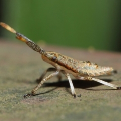 Pentatomoidea (superfamily) at Acton, ACT - 7 Aug 2019