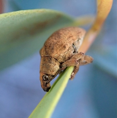 Gonipterus sp. (genus) (Eucalyptus Weevil) at Aranda Bushland - 6 Aug 2019 by CathB