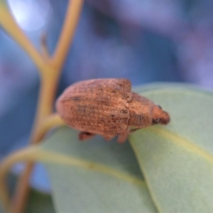 Gonipterus sp. (genus) at Dunlop, ACT - 6 Aug 2019 03:58 PM