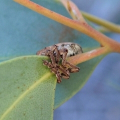 Gonipterus sp. (genus) at Dunlop, ACT - 6 Aug 2019 03:58 PM