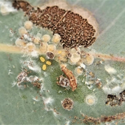 Unidentified Scale insect or Mealybug (Hemiptera, Coccoidea) at Dunlop, ACT - 2 Aug 2019 by CathB