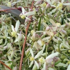 Clematis leptophylla (Small-leaf Clematis, Old Man's Beard) at Watson, ACT - 13 Aug 2019 by AaronClausen