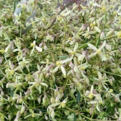 Clematis leptophylla at Watson, ACT - 13 Aug 2019 05:21 PM