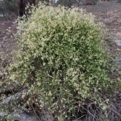 Clematis leptophylla at Watson, ACT - 13 Aug 2019