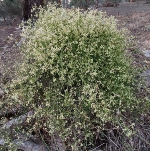 Clematis leptophylla at Watson, ACT - 13 Aug 2019