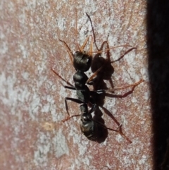 Myrmecia sp. (genus) (Bull ant or Jack Jumper) at Mount Painter - 12 Aug 2019 by CathB