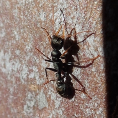 Myrmecia sp. (genus) (Bull ant or Jack Jumper) at Mount Painter - 12 Aug 2019 by CathB
