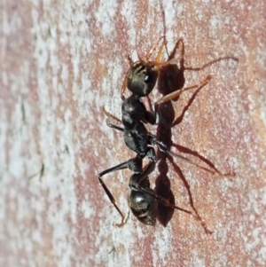 Myrmecia sp., pilosula-group at Cook, ACT - 12 Aug 2019 02:48 PM