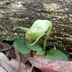 Pterostylis nutans (Nodding Greenhood) at Aranda, ACT - 11 Aug 2019 by CathB