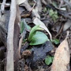 Pterostylis nutans at Aranda, ACT - 11 Aug 2019