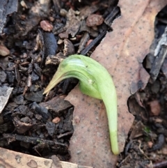 Pterostylis nutans at Aranda, ACT - 11 Aug 2019