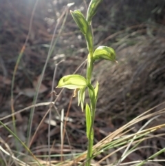 Bunochilus umbrinus (Broad-sepaled Leafy Greenhood) at Aranda Bushland - 11 Aug 2019 by CathB