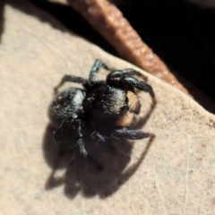Salticidae sp. 'Golden palps' (Unidentified jumping spider) at Cook, ACT - 7 Aug 2019 by CathB