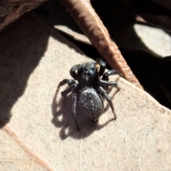 Salticidae sp. 'Golden palps' at Cook, ACT - 7 Aug 2019