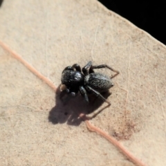 Salticidae sp. 'Golden palps' at Cook, ACT - 7 Aug 2019