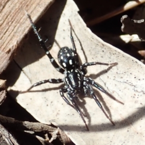 Nyssus albopunctatus at Cook, ACT - 12 Aug 2019