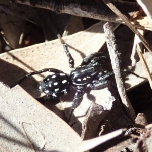 Nyssus albopunctatus at Cook, ACT - 12 Aug 2019