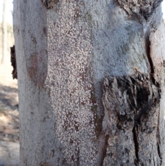 Pulvinaria sp. (genus) at Cook, ACT - 7 Aug 2019